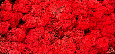 Islandmoos siena 100 g konserviert erdiges rot terracotta Tonrot erdiger Rotton 